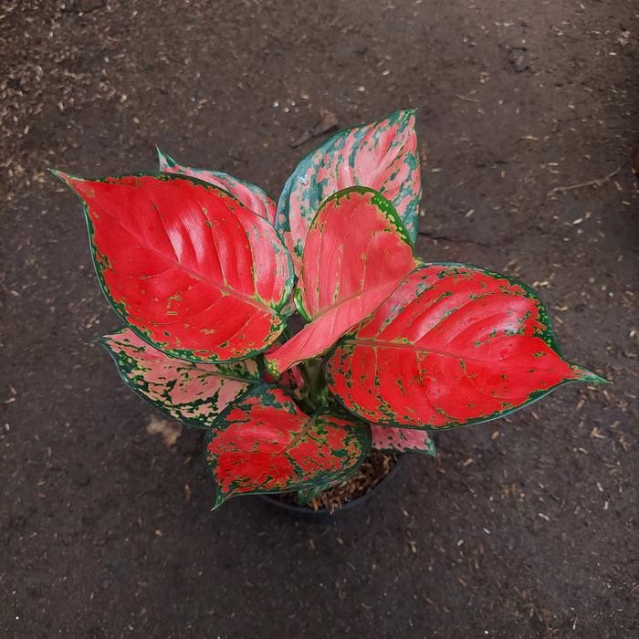 Aglonema Red Anjamani Lokal Dewasa Daun 8 9