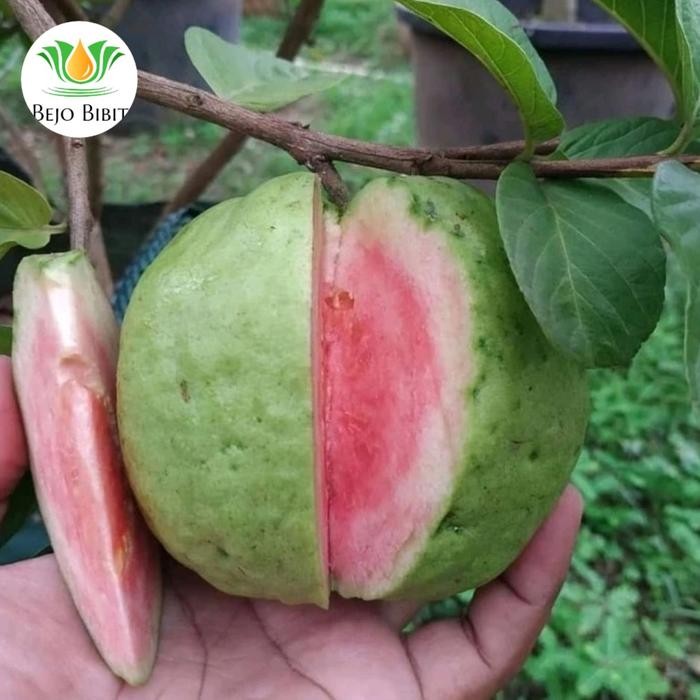 DISKON Bibit Jambu Red Diamond Pohon Jambu Biji Merah Taan Buah Jambu READY STOCK
