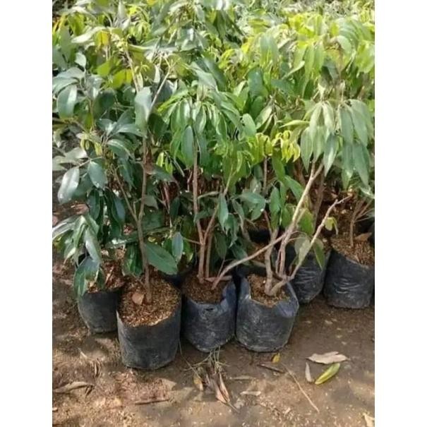 [Expert] bibit leci merah tanpa biji / leci com tanpa biji