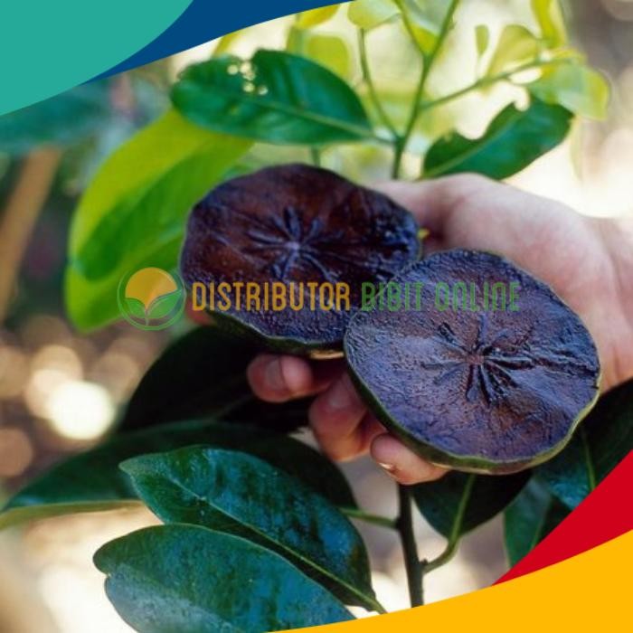 ASLI Bibit Taan Buah Black Sapote Jumbo ( Sawo Hitam ) READY STOCK