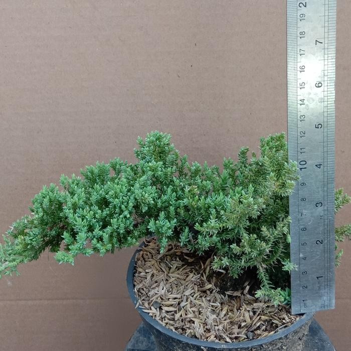 CEMARA DWARF /Juniperus Procumbens Nana . . RARE STOCK