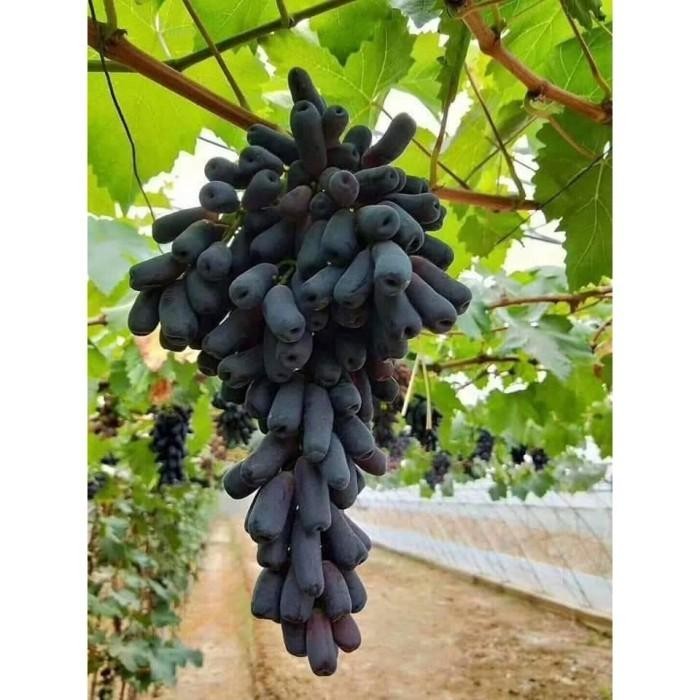 Bibit Tanaman Anggur Moondrop / Sweet Saphire