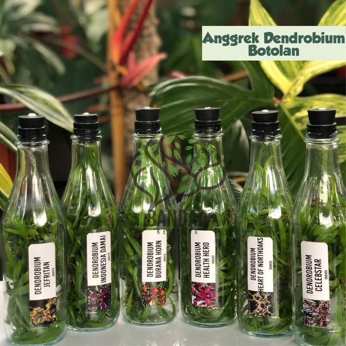 Anggrek Bulan Bibit Botolan Dendrobium Primary Hybrid Anggrek Botolan