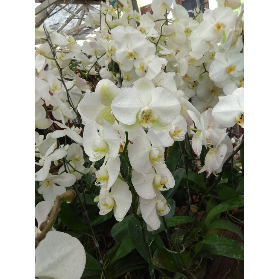 Tanaman Anggrek Bulan Putih Lidah Kuning Berbunga