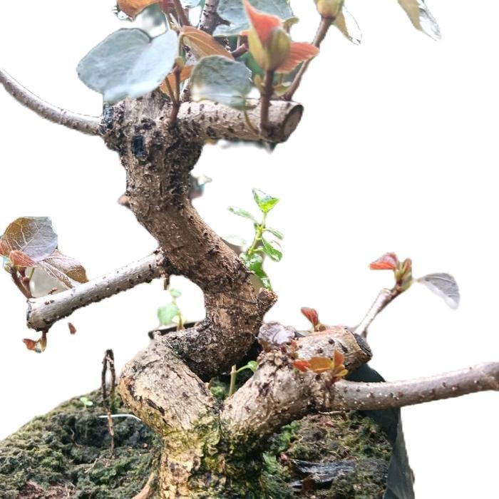 Bonsai waru variegata prokar bogel Alami