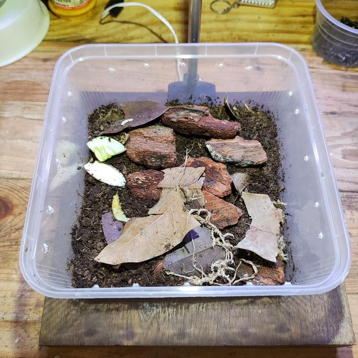 Starter Pack Isopod Paket Kandang Isopod