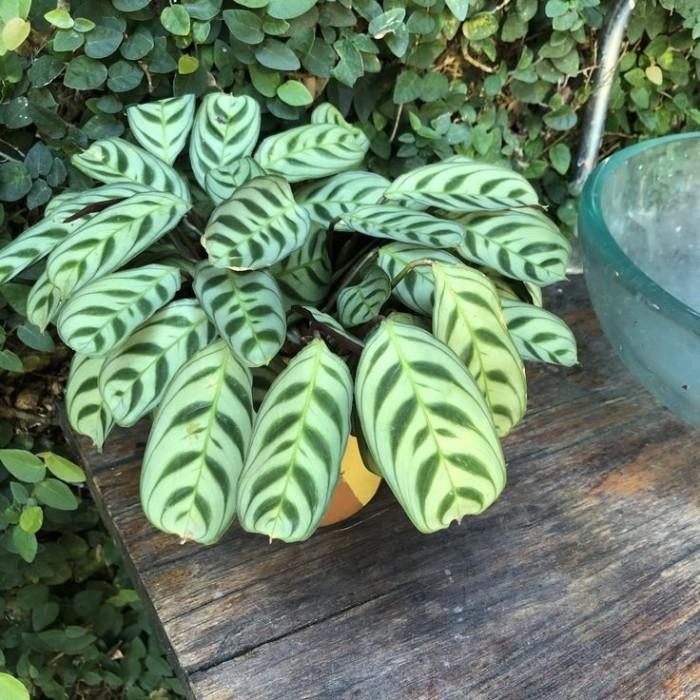 

(Expert) Tanaman Hias Calathea Stromata Burle Marxii