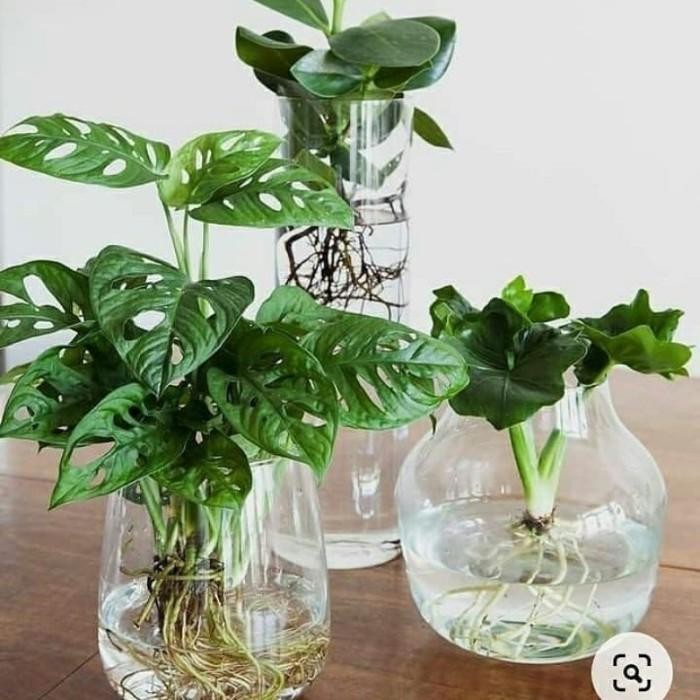 

(Expert) PROMO 3 paket tanaman media yang bisa hidup di air