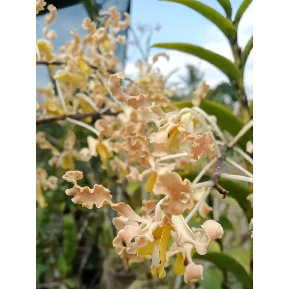 [ REMAJA ] Dendrobium discolor Merauke Keindahan Eksotis dari Timur Indonesia