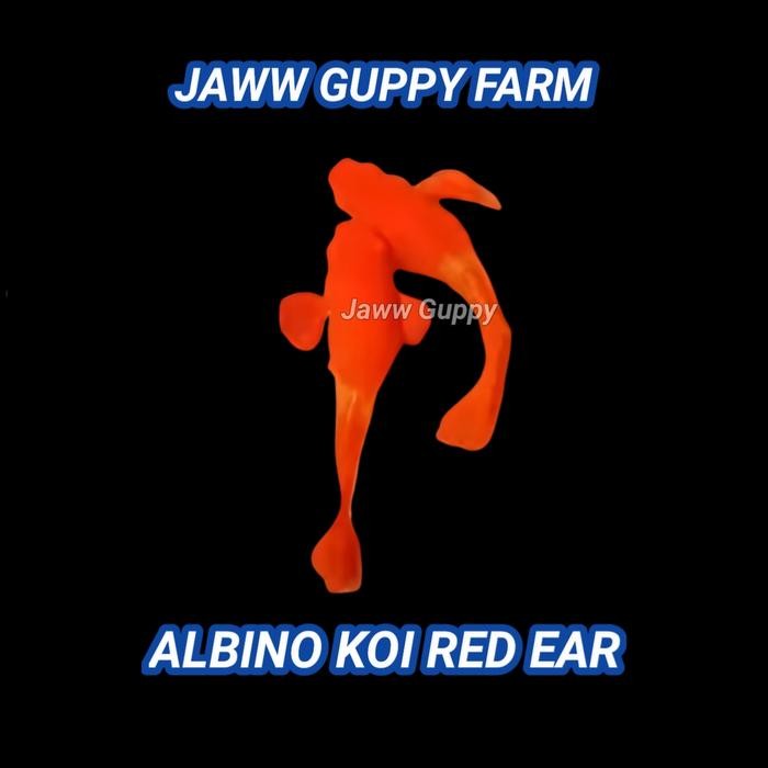 BEST SELLER Ikan Guppy Albino Koi Red Ear Sepasang