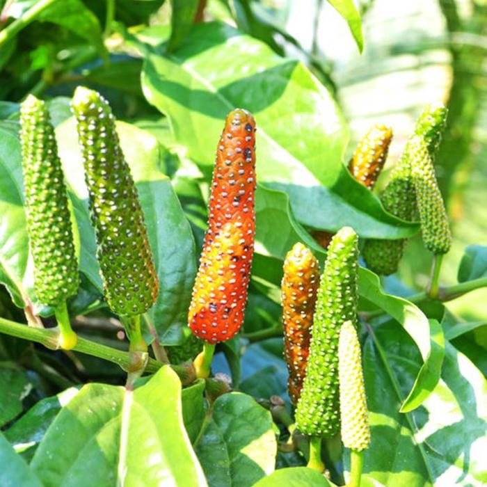 Biji benih cabe / cabai jawa