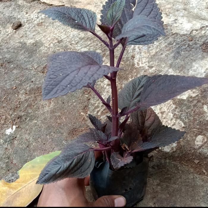 pohon miana herbal - miana daun ungu (Obat herbal)