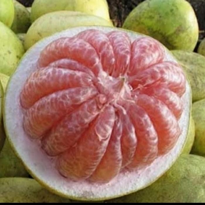 

Glx jeruk pamelo ( bali) perbuah