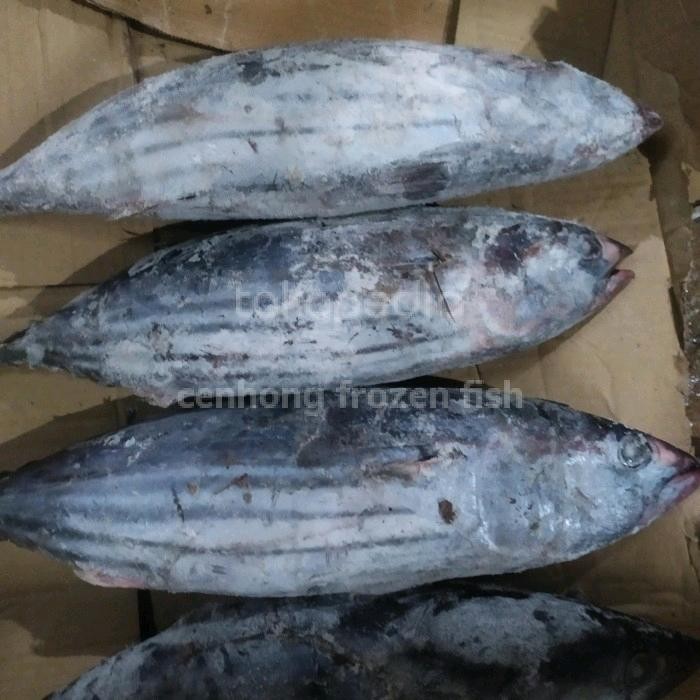 

Gdh ikan cakalang beku segar