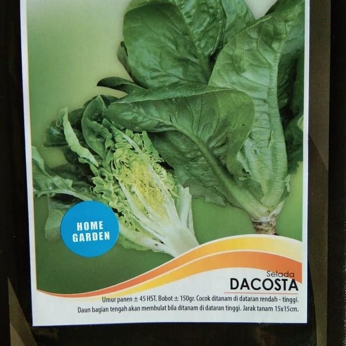 Benih Selada Romaine Dacosta