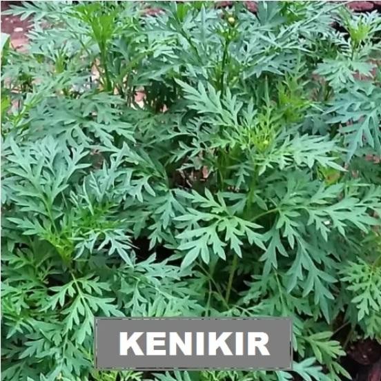 KENIKIR 200 biji / bibit / benih KENIKIR / SORENG Kenikir untuk urap )