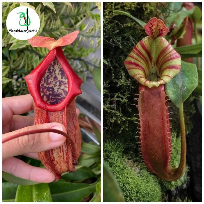 Biji Nepenthes/Kantong Semar