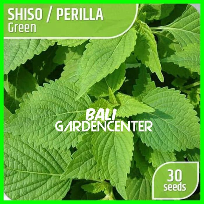 Benih Biji Shiso Perilla - Shiso Green