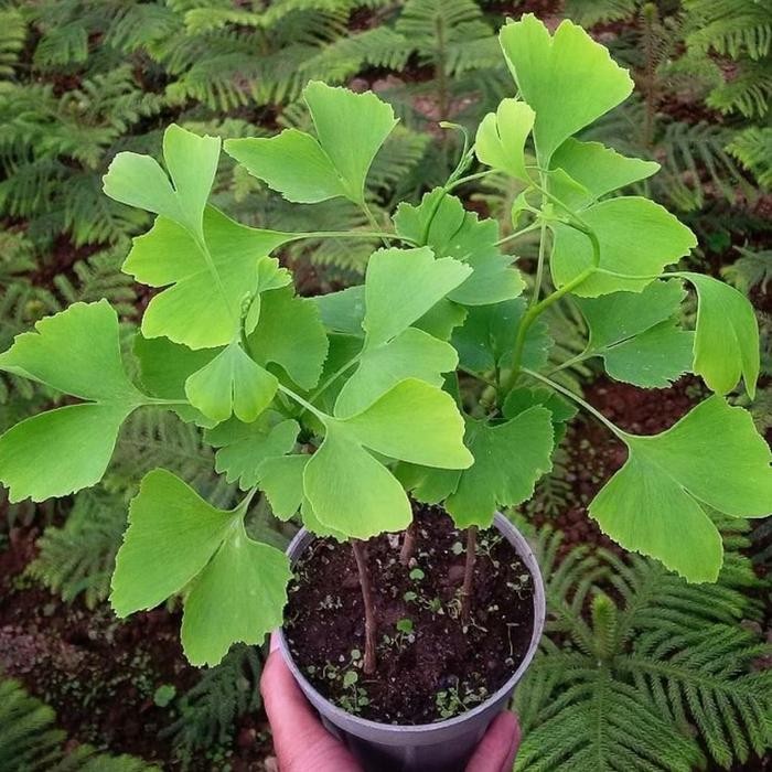 Biji Benih Seed Tanaman Herbal Hias Ginkgo Biloba *