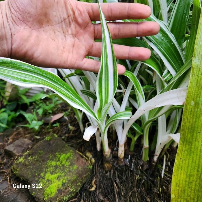 

[Fresh] Bibit Tanaman Hias Daun Bakung Varigata Galur Puitih Cantik
