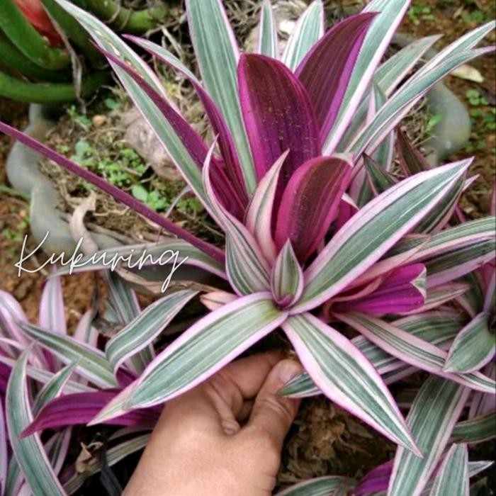 

[Fresh] Tanaman hias adam hawa varigta