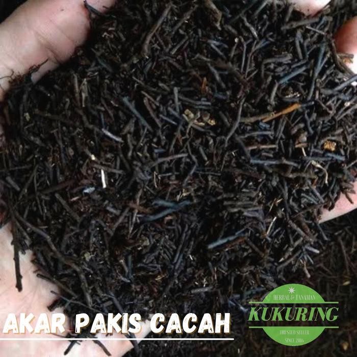 

[Fresh] [ Promo ] Pakis Cacah Media tanam Anggrek dan Tanaman Hias lainnya