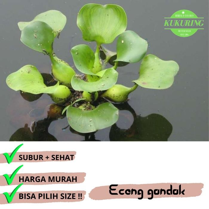 

[Fresh] Tanaman air eceng gondok murah harga per 1kg