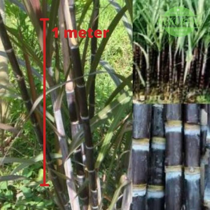 

[Fresh] Batang tebu hitam 1 meter utuh - tebu ireng / cina