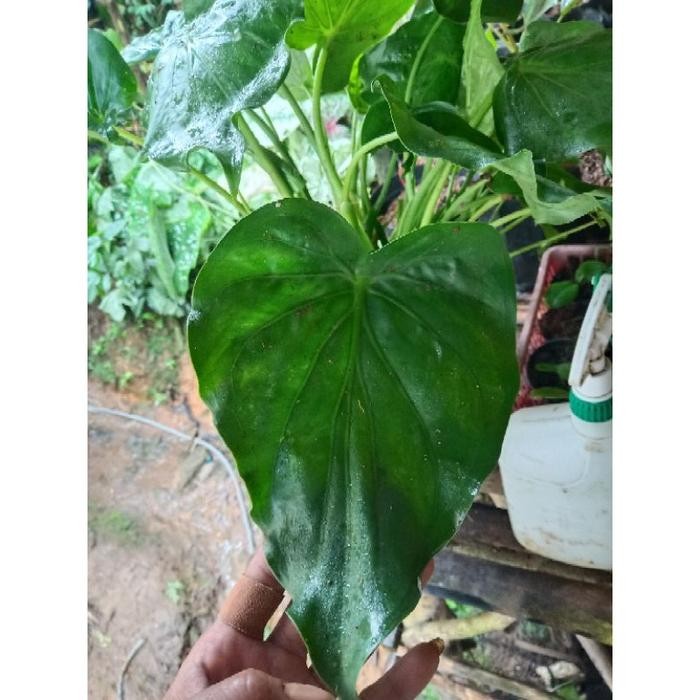 

[Fresh] tanaman hias keladi cuculatta - alocasia cucullata - keladi cantik