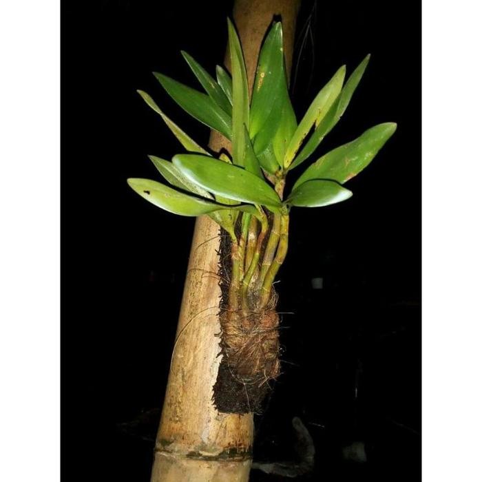 

[Fresh] Eria Multiflora