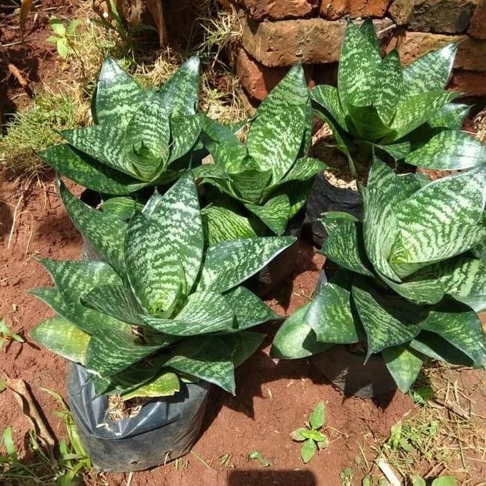 

[Fresh] Promo Tanaman Hias Lidah Mertua Mini