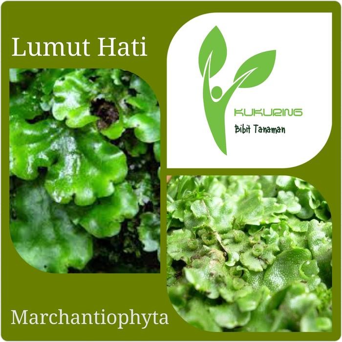 

[Fresh] Lumut Hati Marchantiophyta
