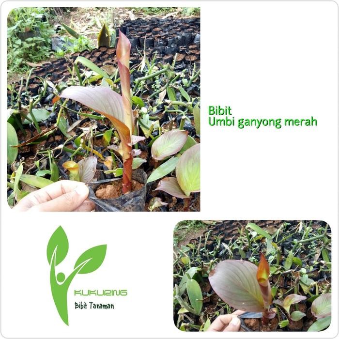 

[Fresh] Jual Bibit Ganyong Merah Sudah tumbuh Real Pict