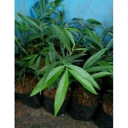 

[Fresh] BIBIT MAHKOTA DEWA Tanaman Obat Herbal