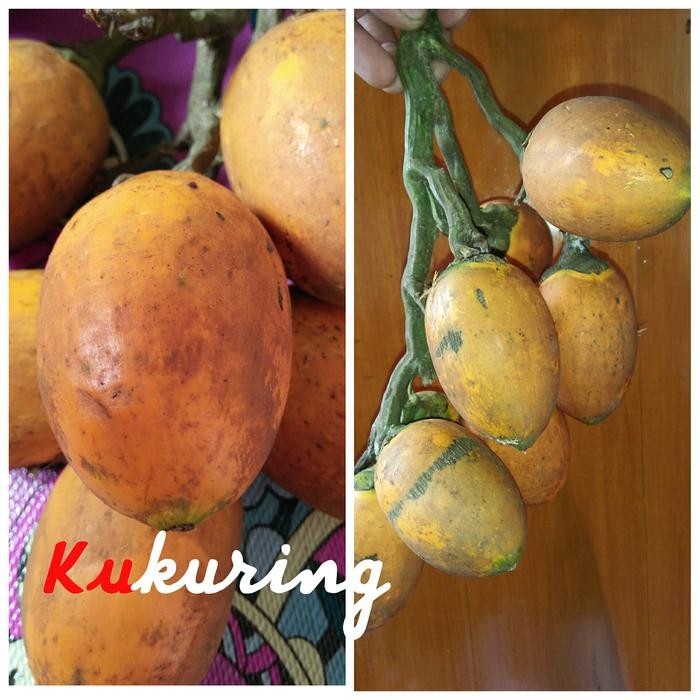 

[Fresh] BUAH PINANG TUA PILIHAN OBAT HERBAL PERKASA DLL