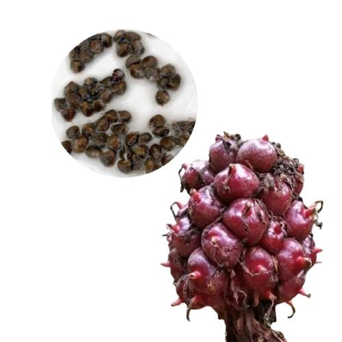 

[Fresh] Biji Benih Kecombrang Merah Asam Cekala Patikala