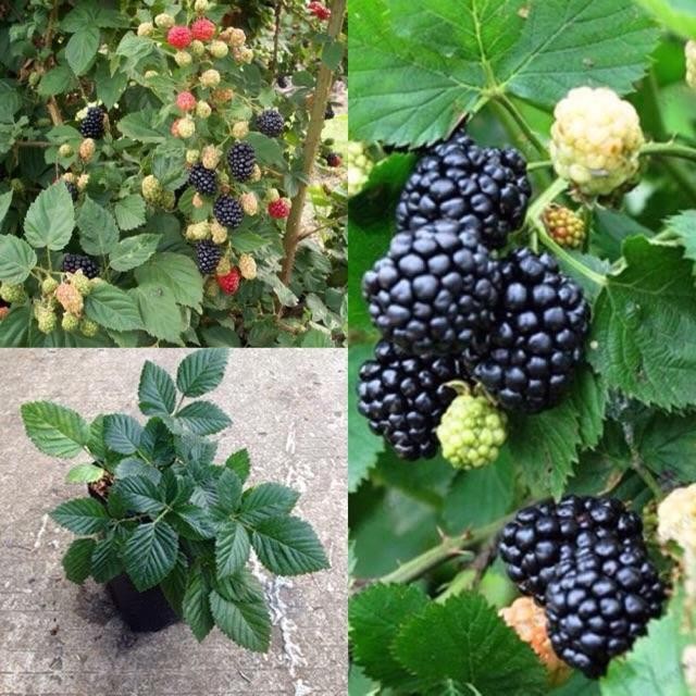BIBIT TANAMAN BUAH BLACKBERRY /POHON BLACKBERRY