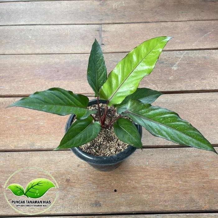 TANAMAN HIAS ANTHURIUM BLACK BEAUTY - ANTURIUM BLACK BEAUTY
