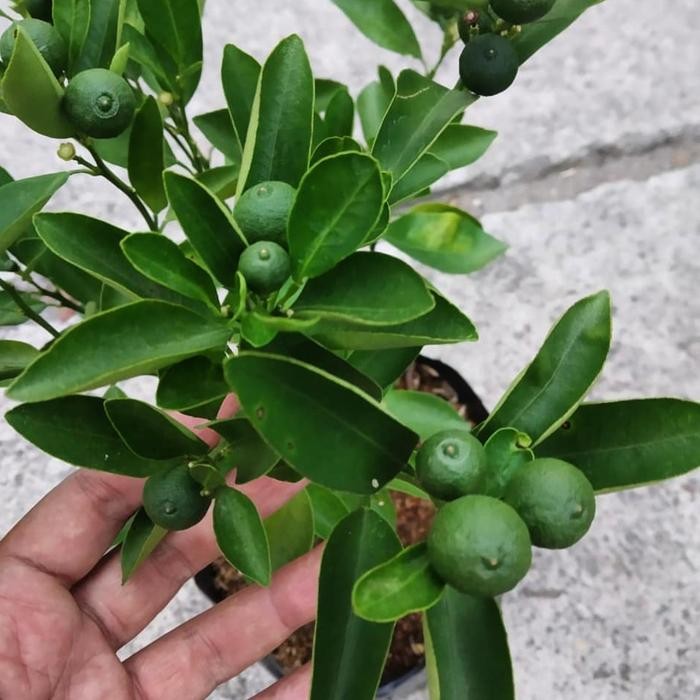 BIBIT BUAH JERUK KIP / JERUK LEMON CUI