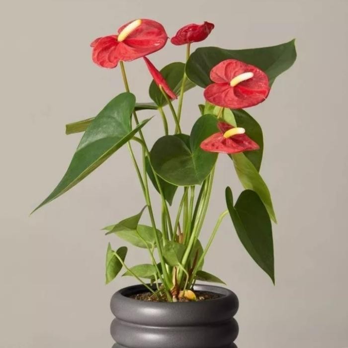 TANAMAN ANTHURIUM HOLLAND GIANT JUMBO PLUS POT PUTIH DAN BATU HIAS
