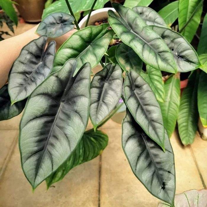 ALOCASIA REVERSE / ALOVASIA REVERSA