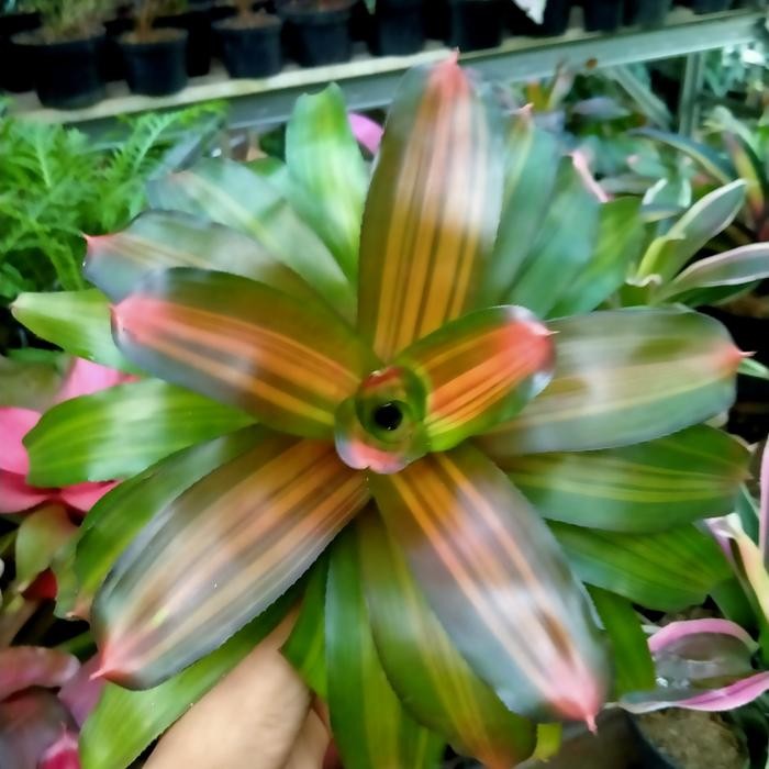 PAKET 3 BROMELIA 3 JENIS - BROMELIA