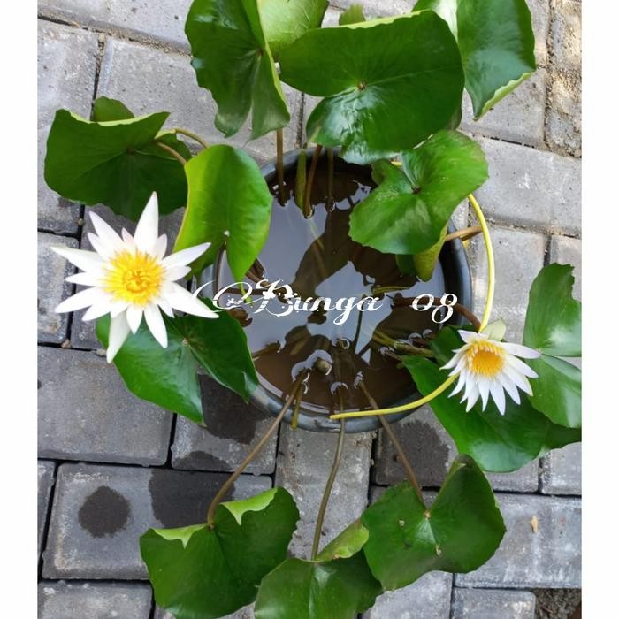 TANAMAN AIR TERATAI / BUNGA TERATAI