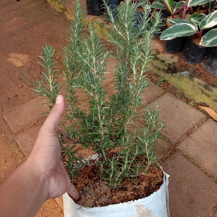 tanaman rosemary besar