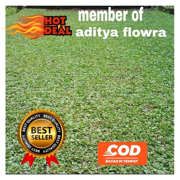 jual rumput gajah mini/bibit rumput gajah mini