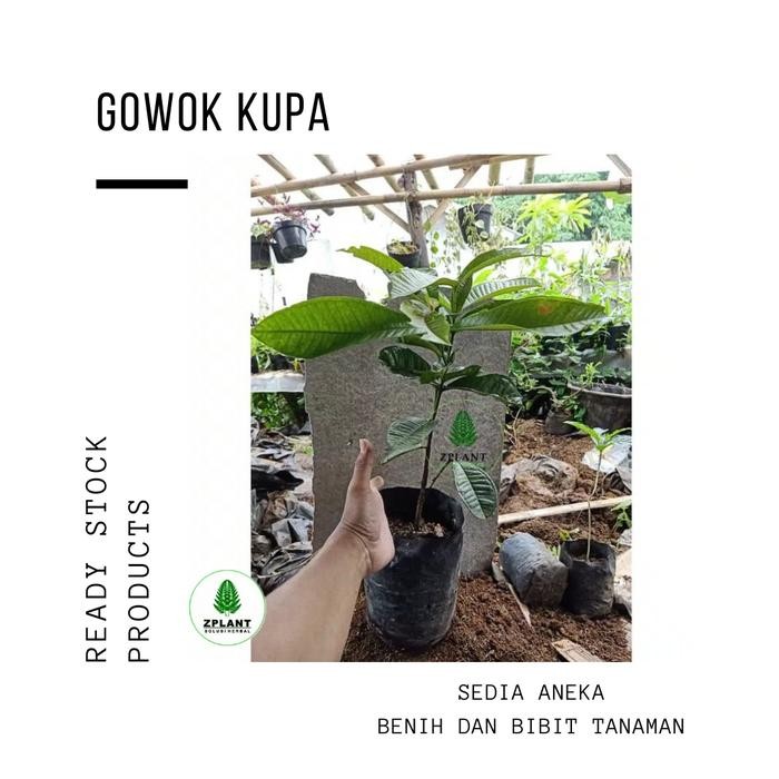 bibit pohon gowok / kupa / kepa