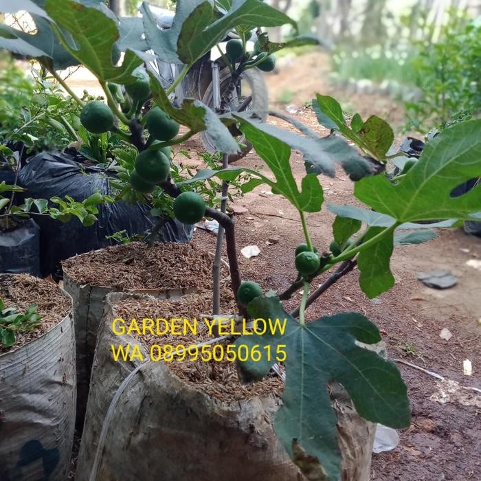 TANAMAN BUAH TIN BUAH ARAB / SUDAH BERBUAH