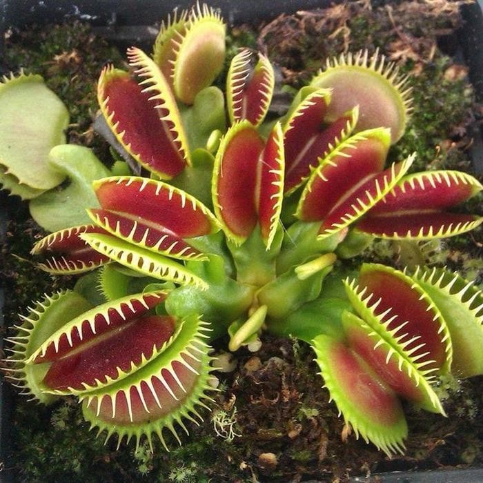 Tanaman Karnivora Venus Flytrap