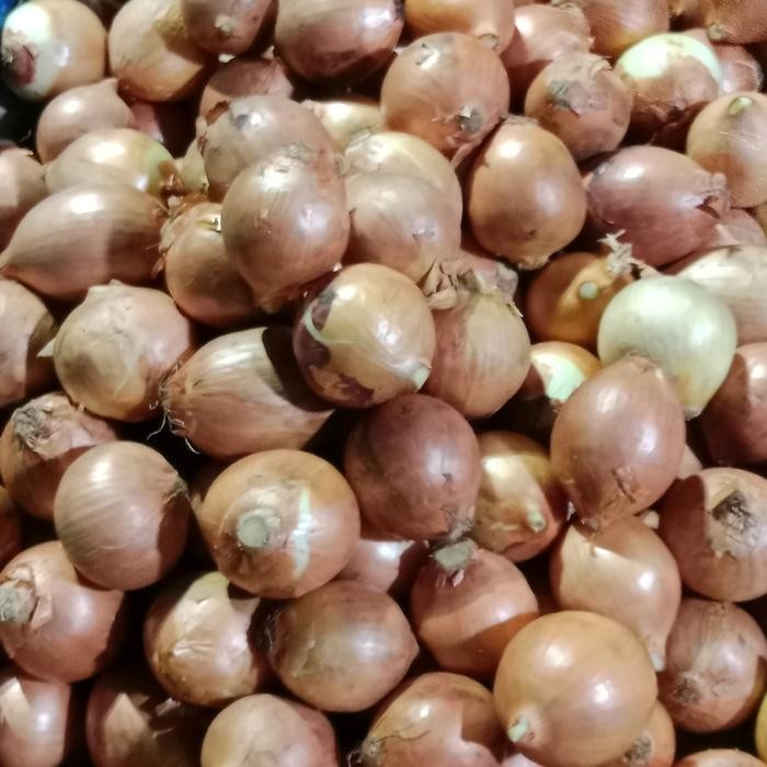 

New Bawang Bombai Super bagus berkualitas dan Bersih 1000g - Bahan Masakan Kitchenware Seafood