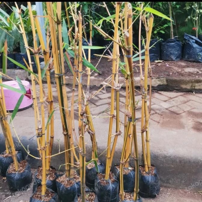 tanaman hias bambu kuning Ampel/ bambu ampel